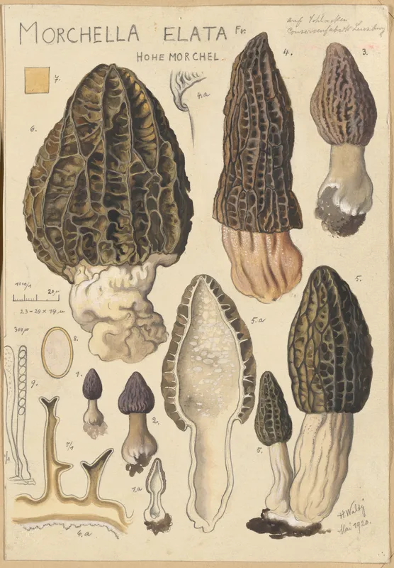 Morchella elata (1915-1945) by Hans Walty